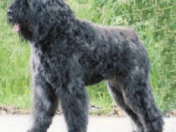 bouvier_des_flandres_20211128_2018996538